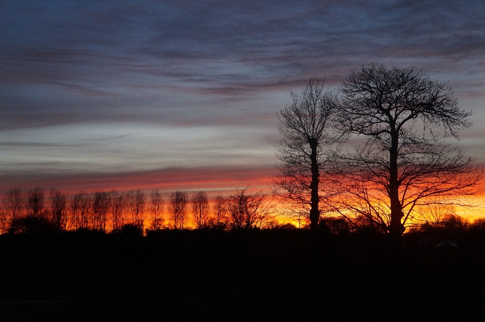 Landschaft baum natur licht