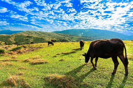 風景 草 荒野
 山 写真