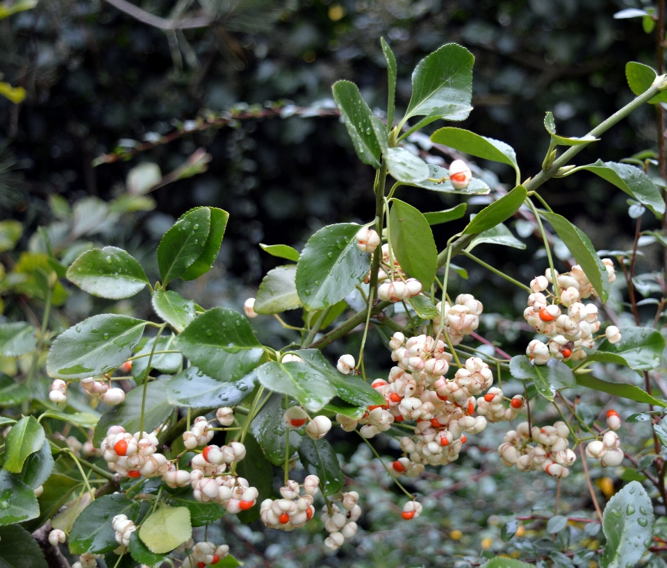 árbol naturaleza florecer invierno