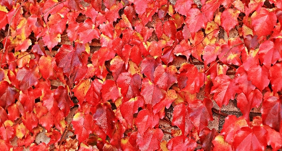 Tree nature plant texture Photo