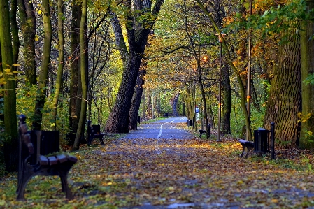 Tree nature forest wilderness Photo