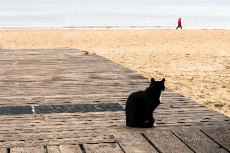 Foto Homem praia mar costa