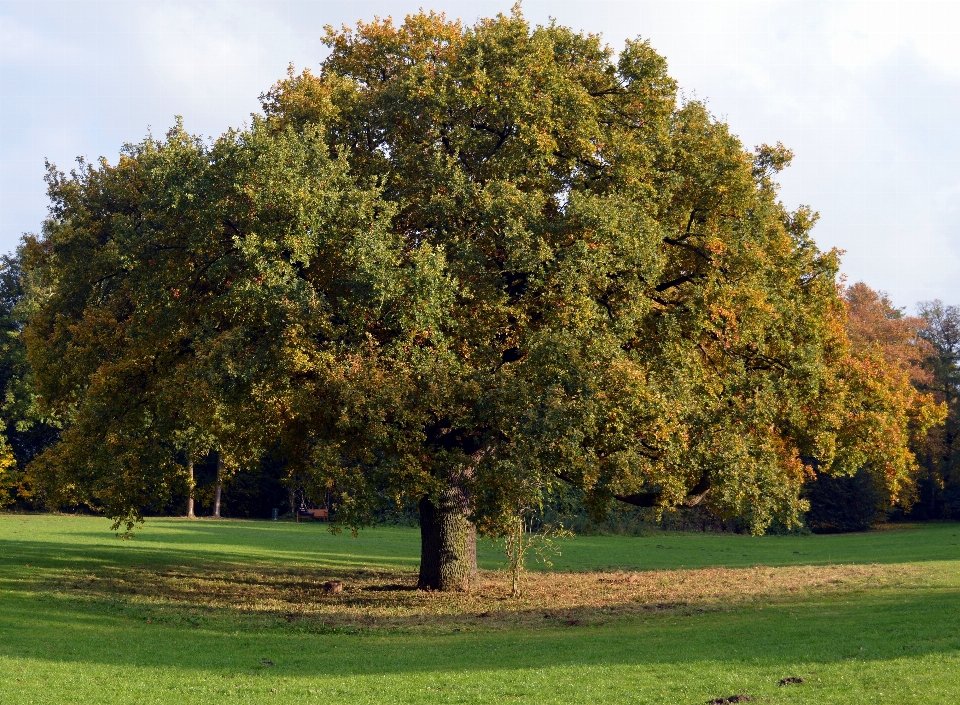 Arbre nature usine bois