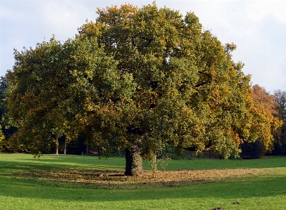 Tree nature plant wood Photo