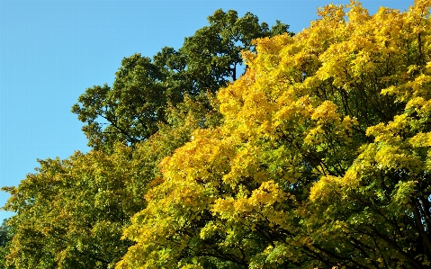 Tree nature forest branch Photo