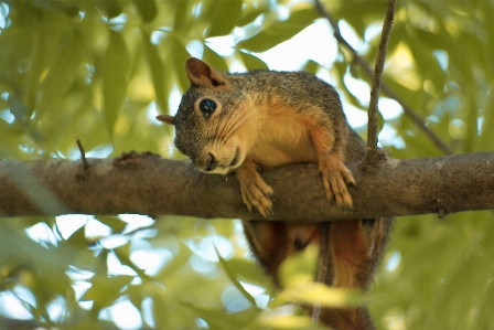 Nature branch animal cute Photo