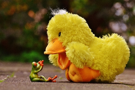 Bird flower cute frog Photo