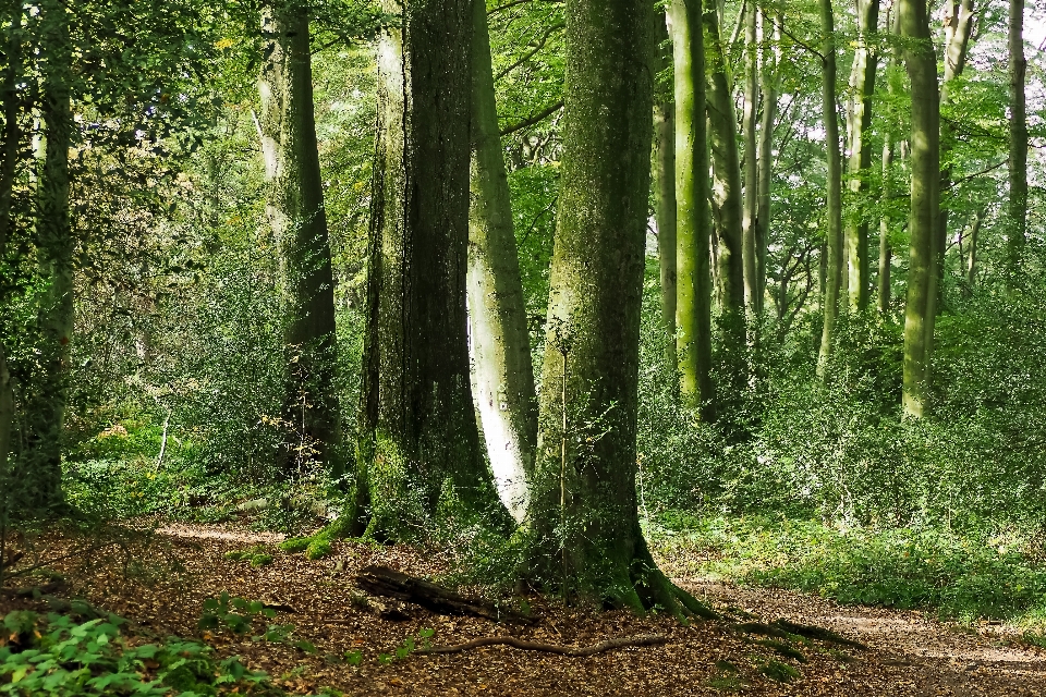 Landscape tree nature forest