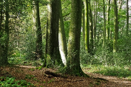 Landscape tree nature forest Photo