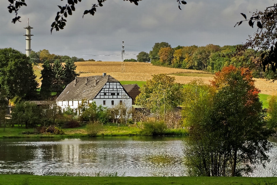 Paysage arbre eau nature