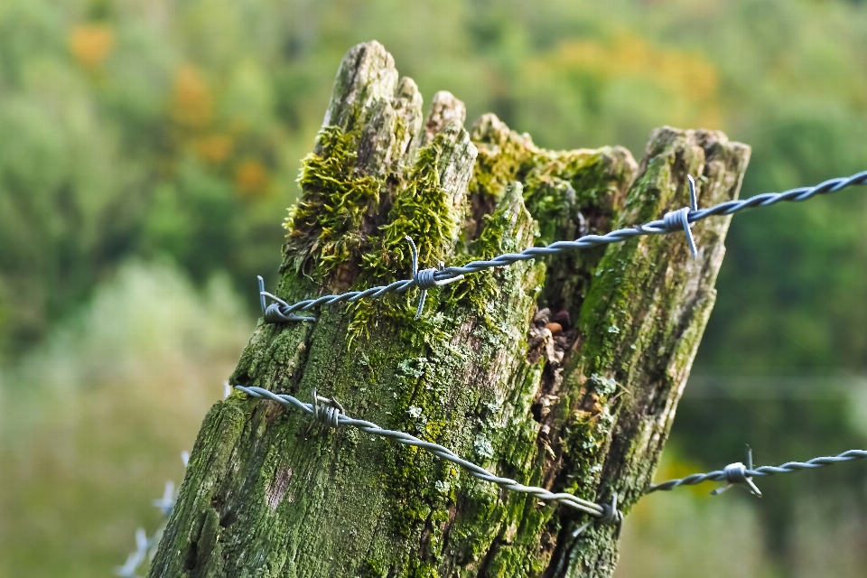 Paesaggio albero natura foresta