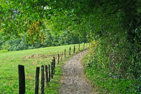 Landscape tree nature forest Photo