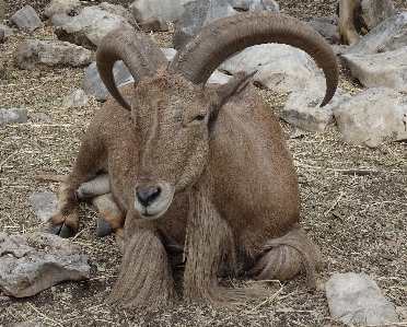 Zdjęcie Zwierzę dzikiej przyrody koza ogród zoologiczny