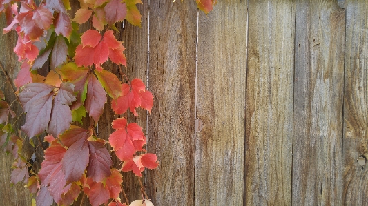 Tree branch plant leaf Photo