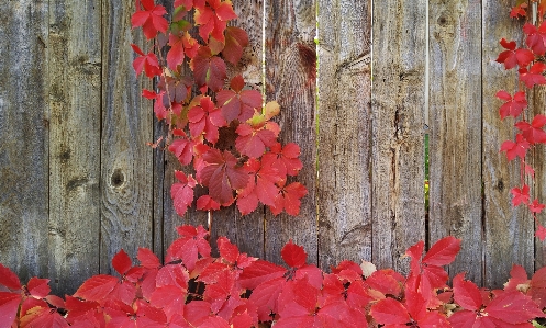 Tree branch plant leaf Photo