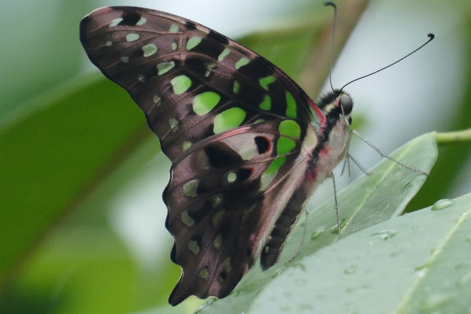 Natura ala fotografia foglia