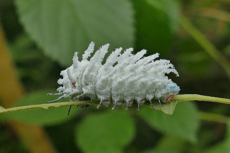 Nature grass branch plant Photo