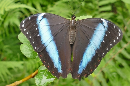 Nature wing leaf flower Photo