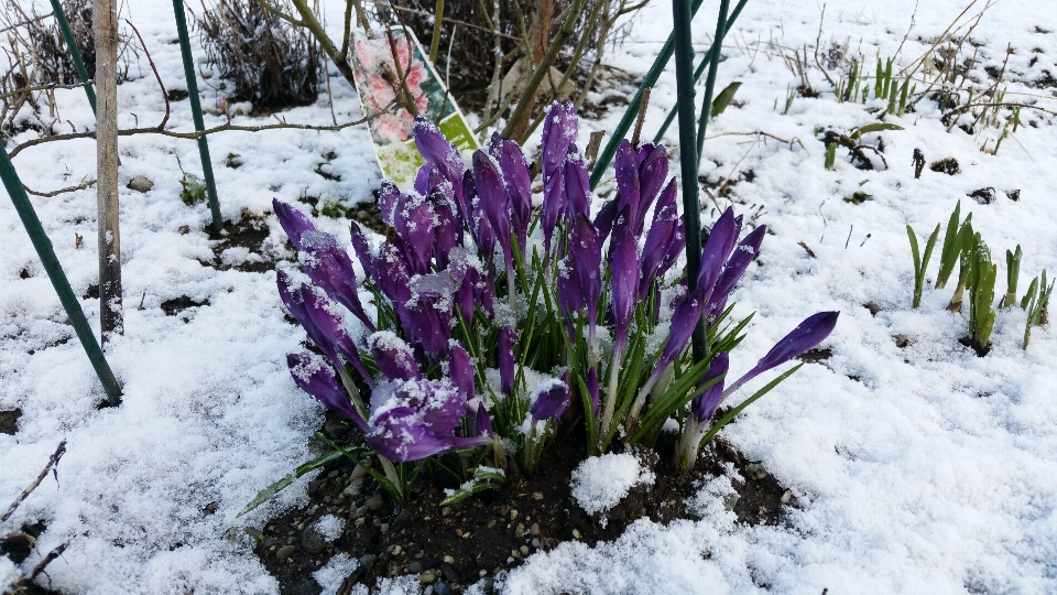 Nevicare inverno pianta fiore