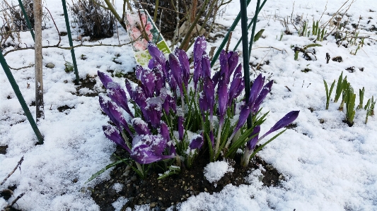 Snow winter plant flower Photo