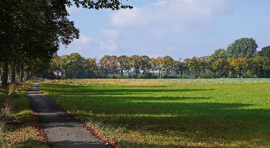 Landscape tree nature grass Photo