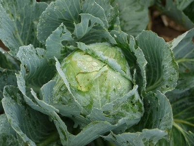 Field flower food salad Photo