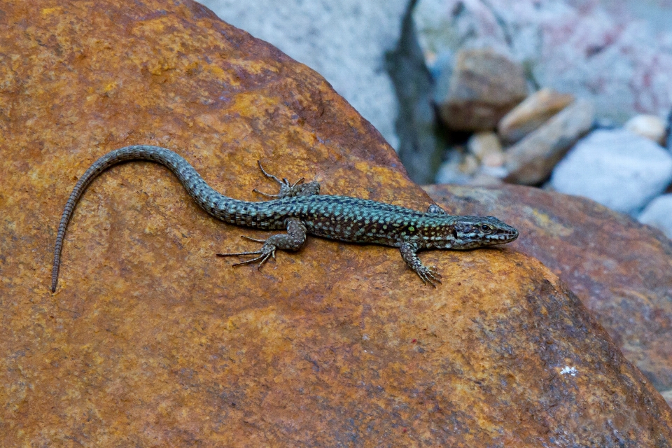 Faune reptile fauna lézard