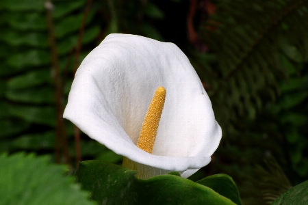 自然 花 植物 白 写真