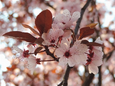 Tree nature branch blossom Photo