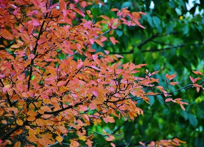 Foto Albero natura ramo fiore