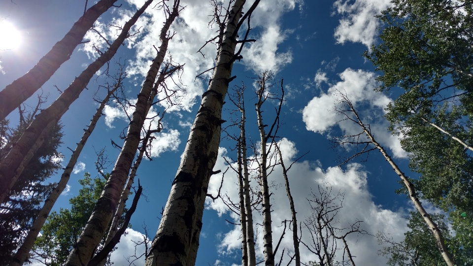 Tree nature forest branch