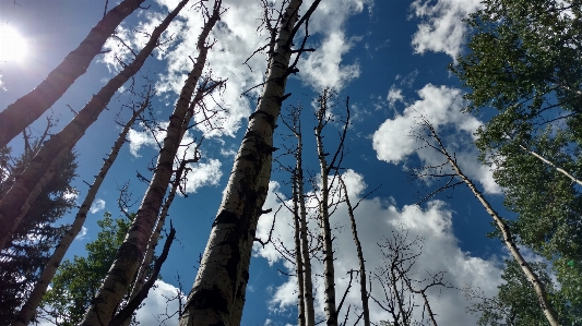 Tree nature forest branch Photo