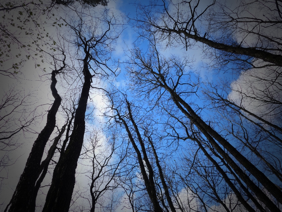 Landscape tree nature forest