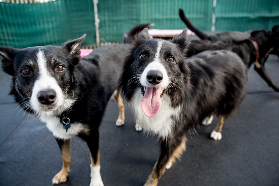 Dog animal cute collie