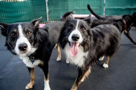 Foto Anjing satwa imut-imut collie
