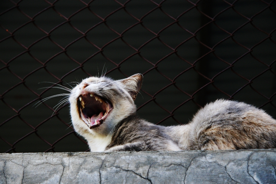 Tier haustier porträt katze