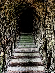 木 rock 日光 冒険 写真