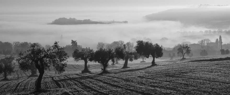 Baum horizont winter wolke