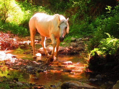 自然 森 荒野
 白 写真