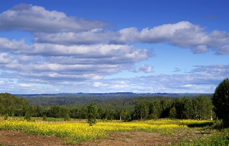 Landscape tree nature forest Photo