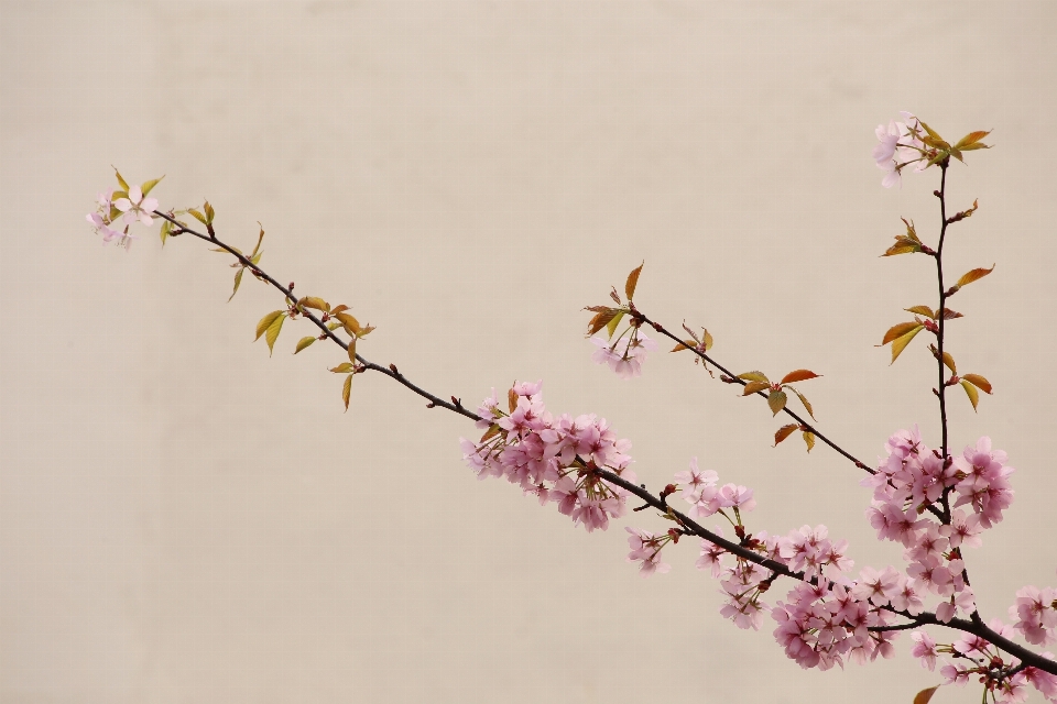 Branch blossom plant leaf