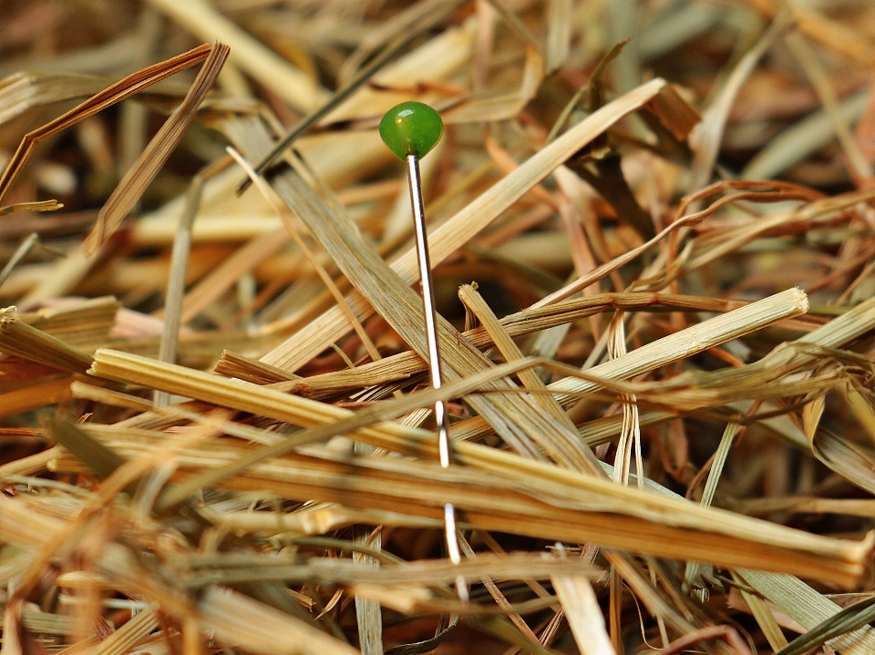 Rumput cabang jarum tanaman