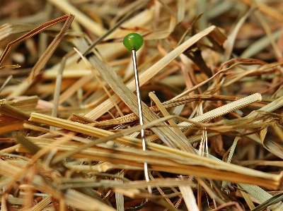 Grass branch needle plant Photo