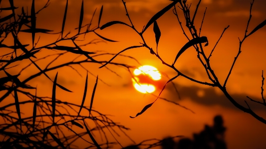 Foto árbol naturaleza rama luz