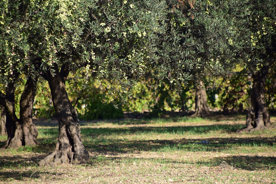 árbol naturaleza planta prado
