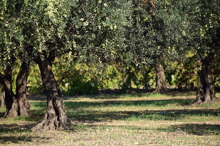 Foto árbol naturaleza planta prado
