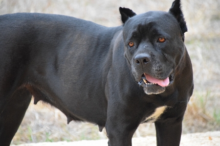 Sicht hund haustier säugetier Foto