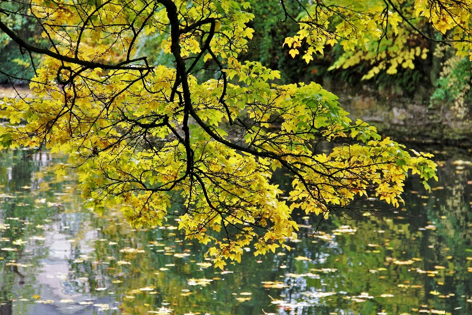 Arbre nature forêt bifurquer