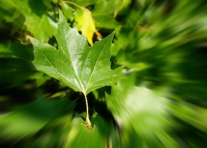 Tree nature grass branch Photo