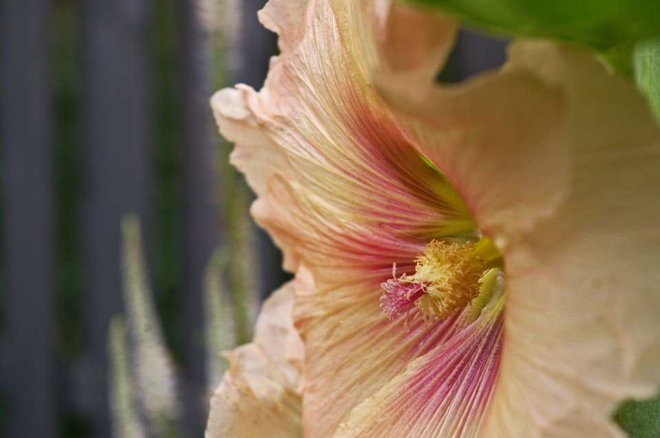 Natur blüte anlage blume